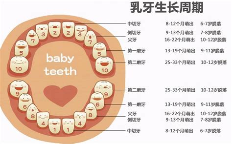 小朋友出大牙|宝宝出牙症状、顺序及护理知识全攻略（附宝宝牙齿各阶段清洁步。